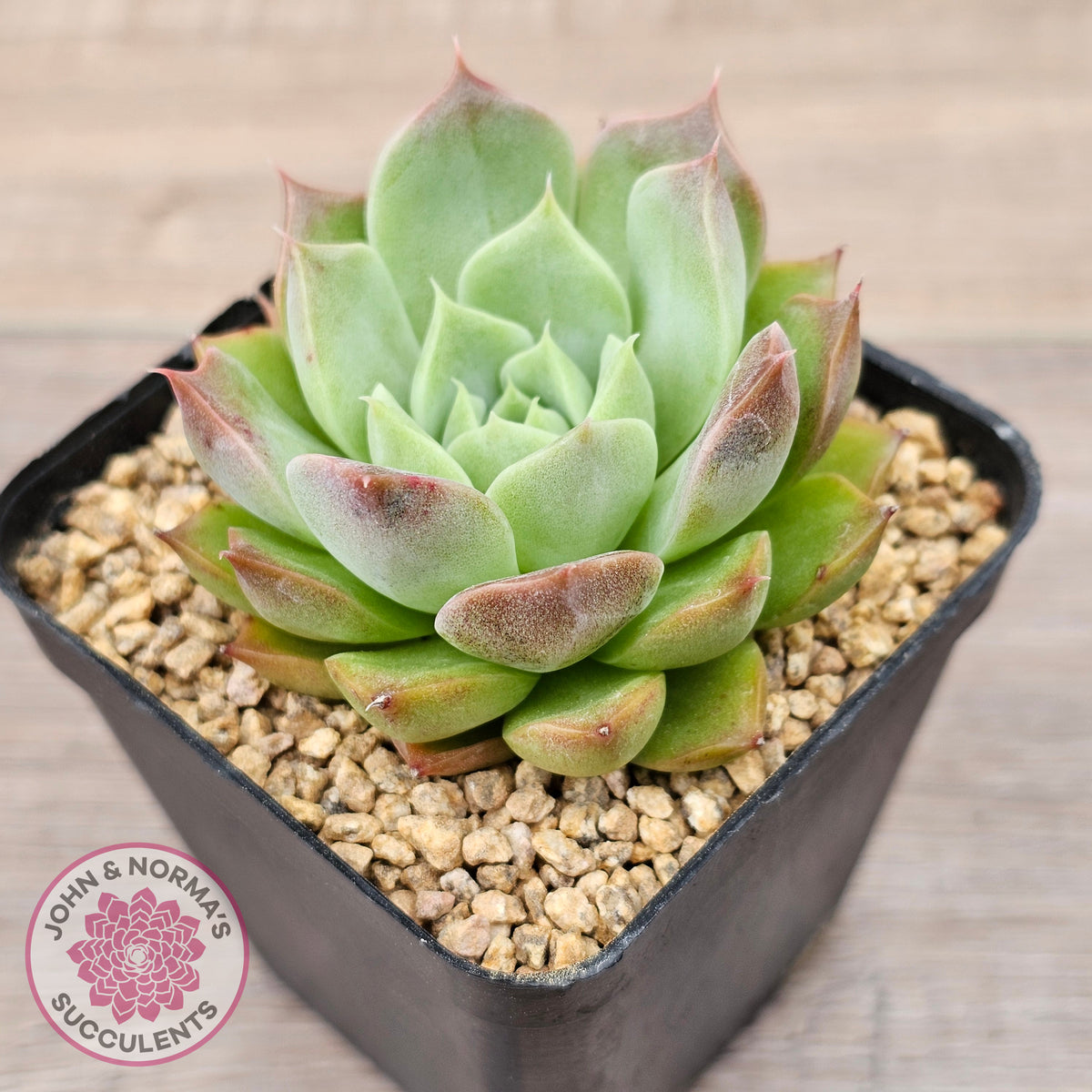 Echeveria 'Conch Girl' aka 'Seashell'