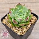 Echeveria 'Conch Girl' aka 'Seashell'