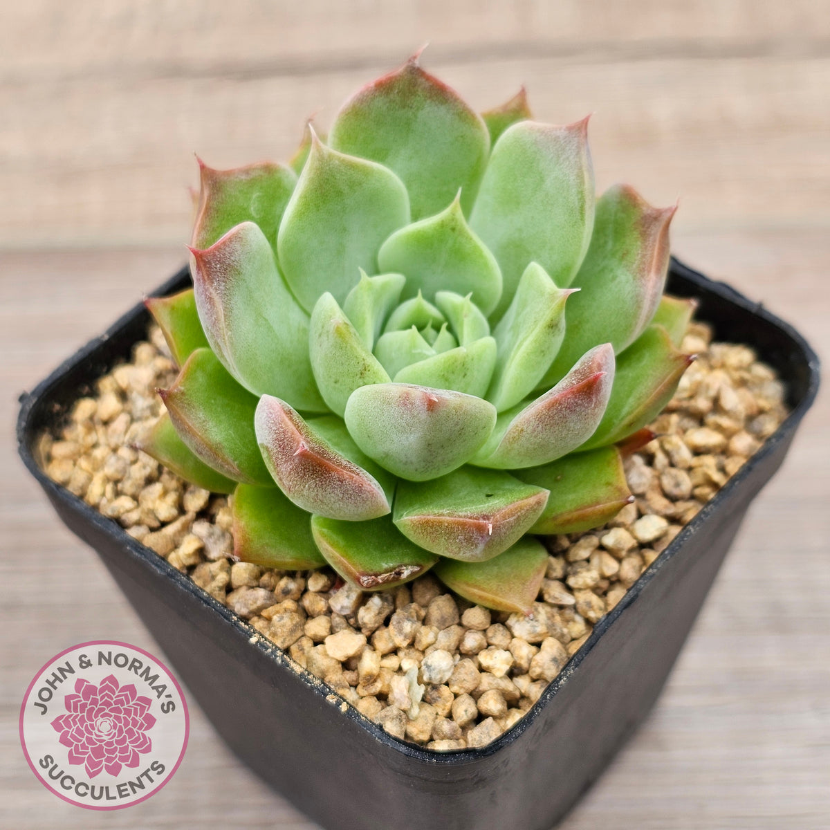 Echeveria 'Conch Girl' aka 'Seashell'