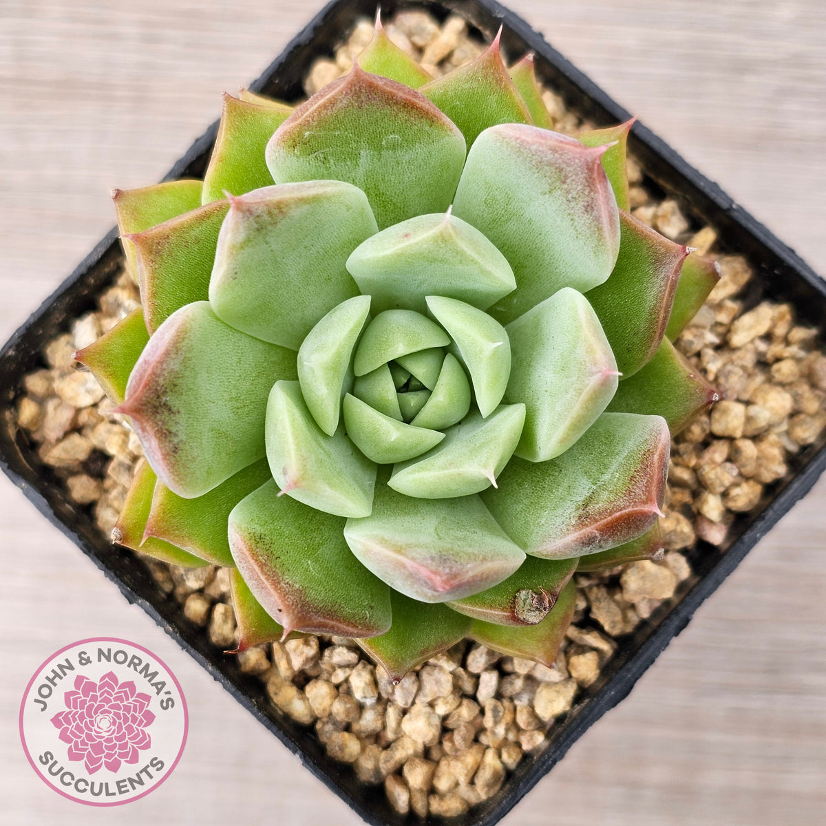 Echeveria 'Conch Girl' aka 'Seashell'