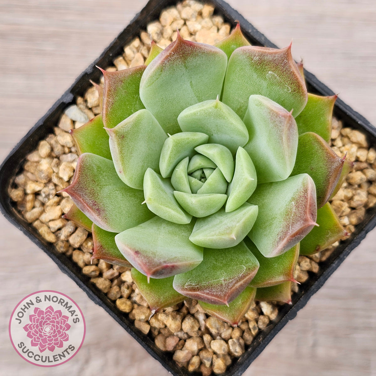 Echeveria 'Conch Girl' aka 'Seashell'