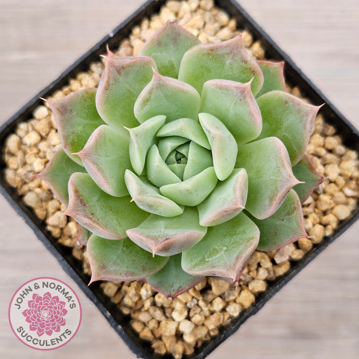 Echeveria 'Conch Girl' aka 'Seashell'