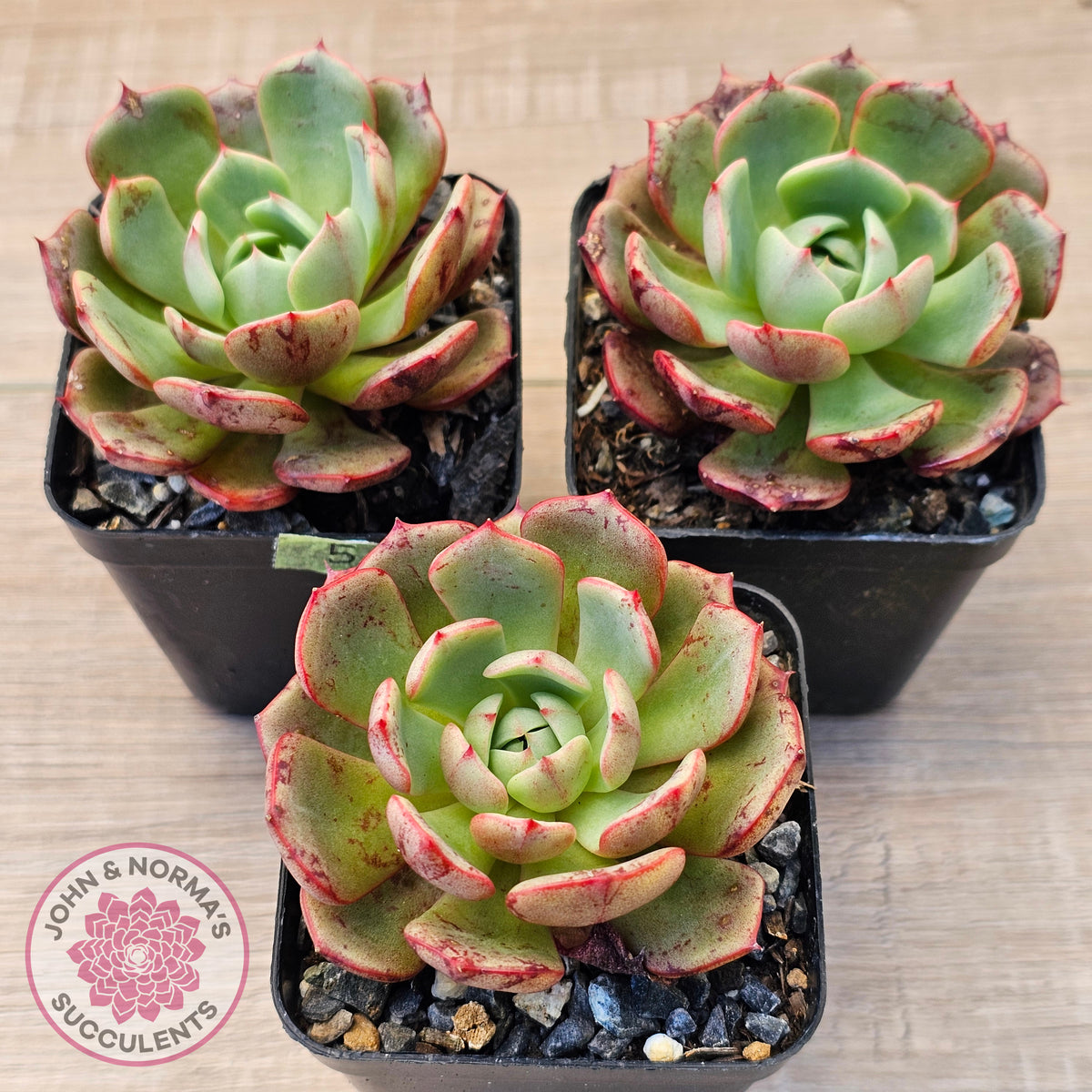 Echeveria Secunda x Puebla
