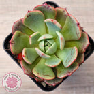 Echeveria Secunda x Puebla