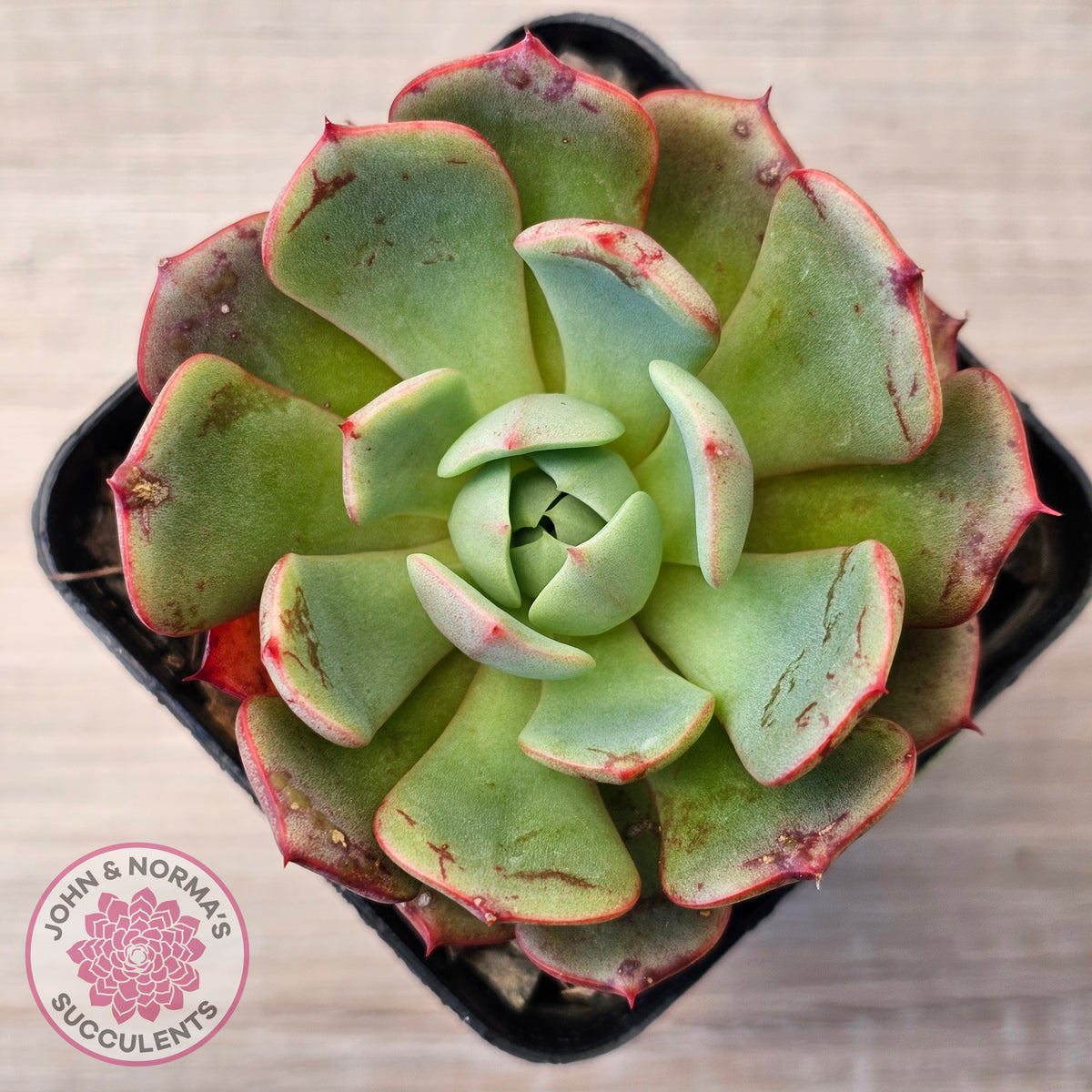 Echeveria Secunda x Puebla