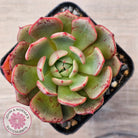 Echeveria Secunda x Puebla