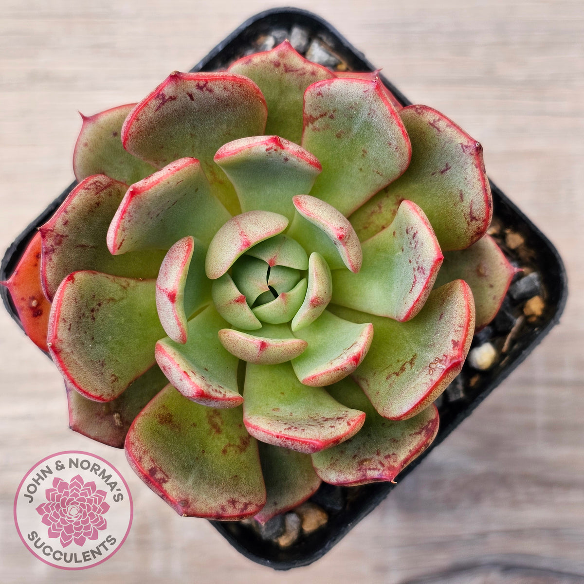 Echeveria Secunda x Puebla