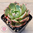 Echeveria Secunda x Puebla