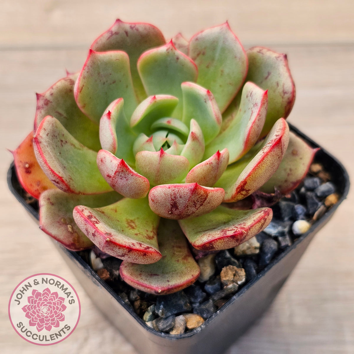 Echeveria Secunda x Puebla