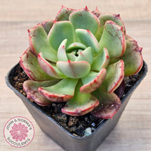 Load image into Gallery viewer, Echeveria Secunda x Puebla
