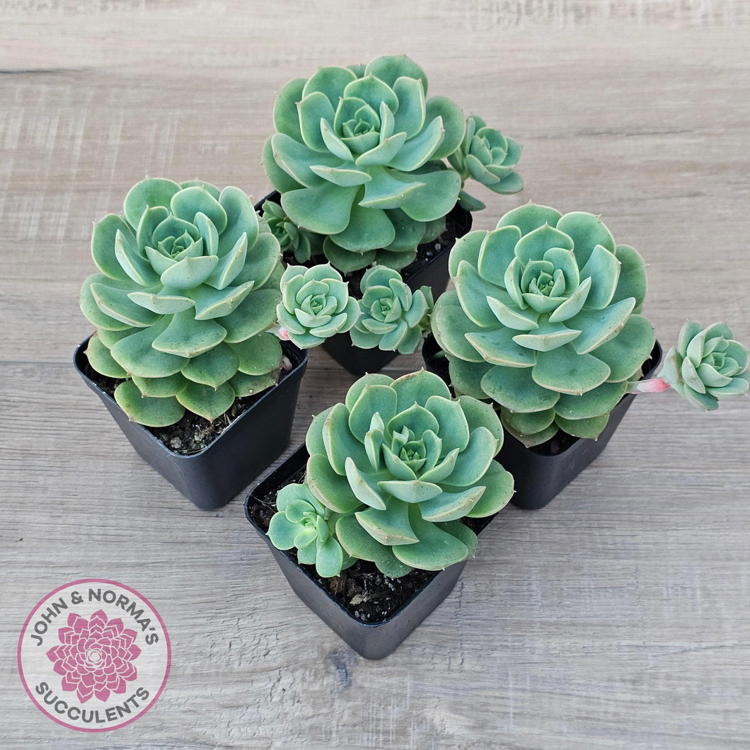 Echeveria 'Semnan' - John & Norma's Succulents Australia