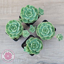 Load image into Gallery viewer, Echeveria &#39;Semnan&#39; - John &amp; Norma&#39;s Succulents Australia
