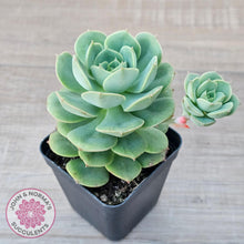 Load image into Gallery viewer, Echeveria &#39;Semnan&#39; - John &amp; Norma&#39;s Succulents Australia
