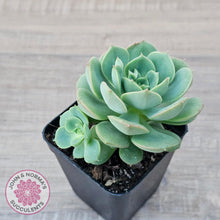 Load image into Gallery viewer, Echeveria &#39;Semnan&#39; - John &amp; Norma&#39;s Succulents Australia
