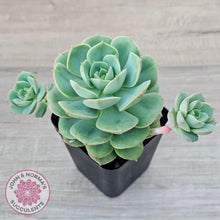 Load image into Gallery viewer, Echeveria &#39;Semnan&#39; - John &amp; Norma&#39;s Succulents Australia
