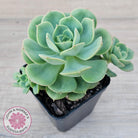 Echeveria 'Semnan'