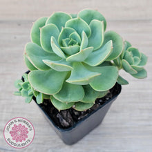 Load image into Gallery viewer, Echeveria &#39;Semnan&#39; - John &amp; Norma&#39;s Succulents Australia
