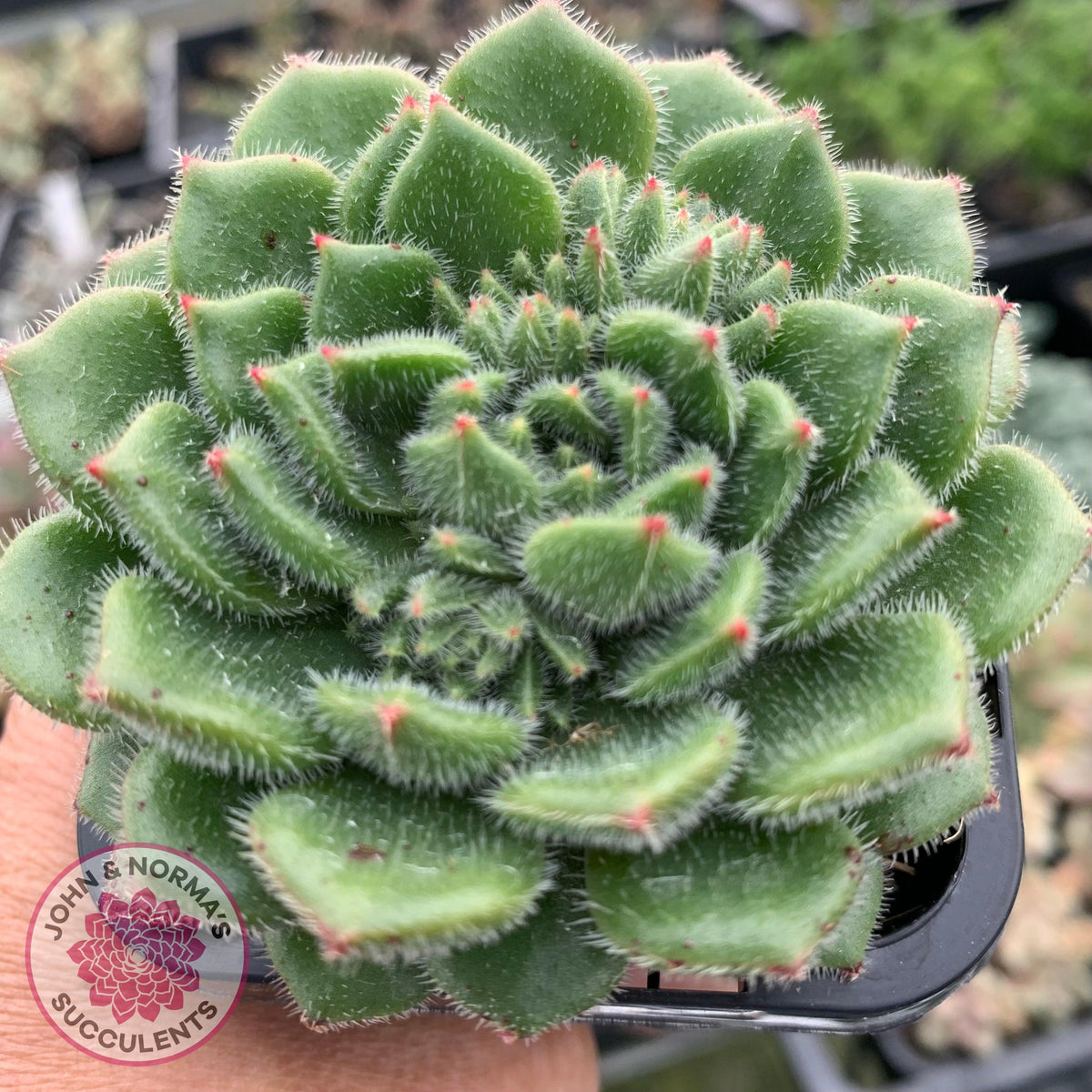 Echeveria setosa 'Glitters' (multi)