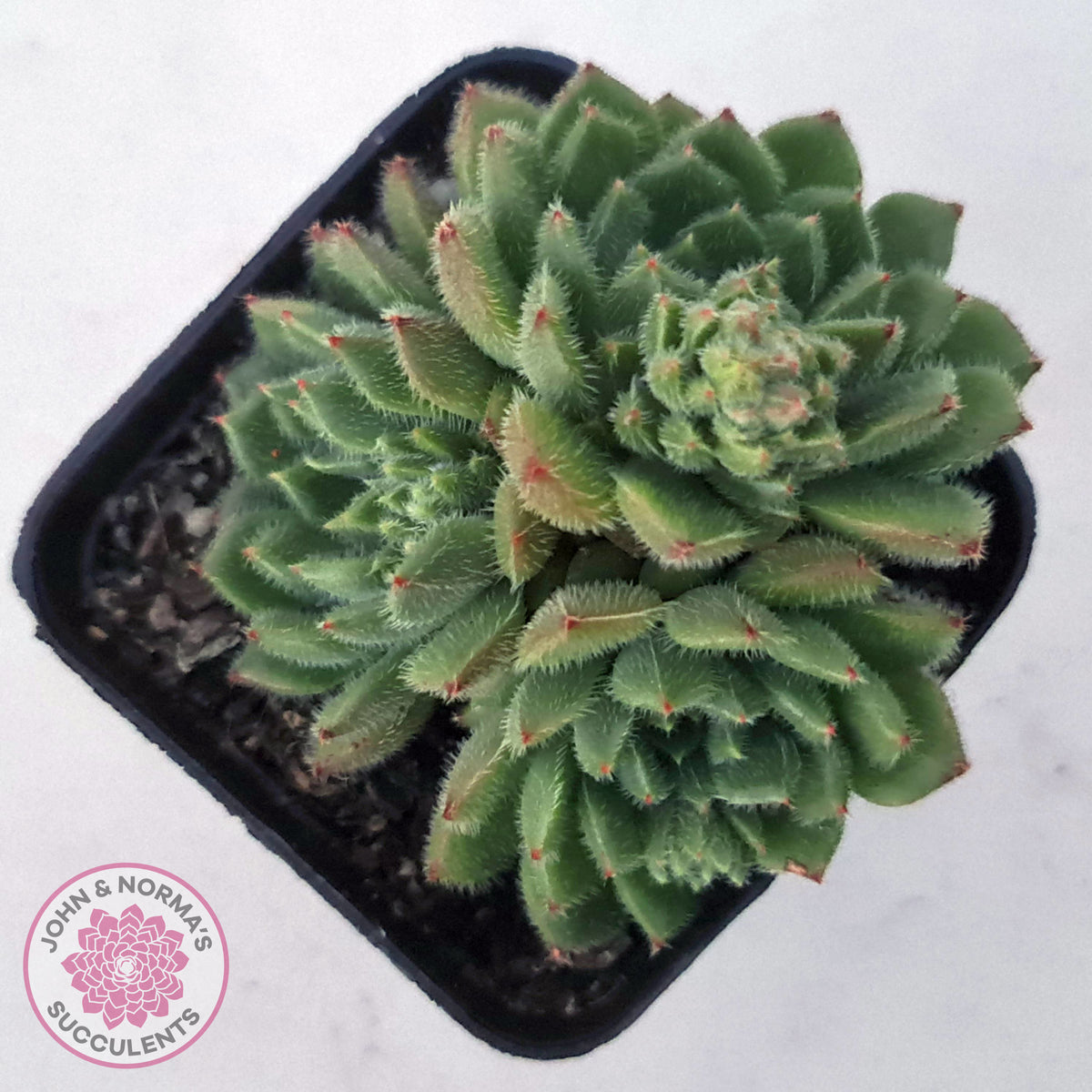 Echeveria setosa 'Glitters' (multi)