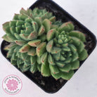 Echeveria setosa 'Glitters' (multi)