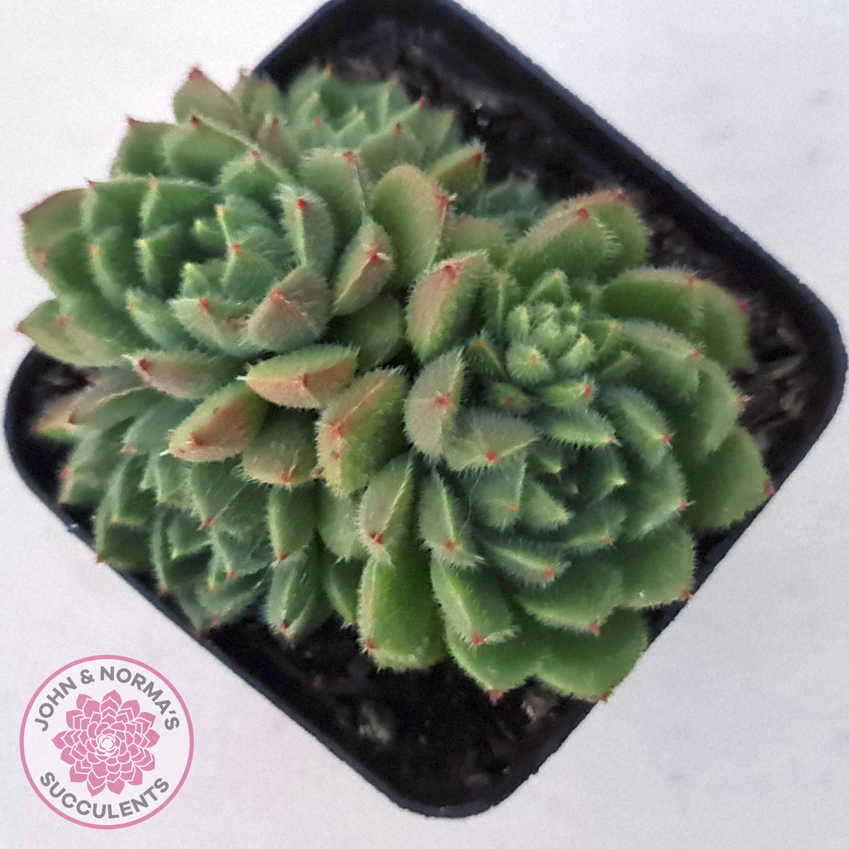 Echeveria setosa 'Glitters' (multi)