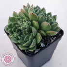 Echeveria setosa 'Glitters' (multi)