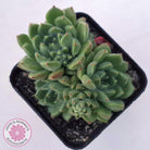 Echeveria setosa 'Glitters' (multi)