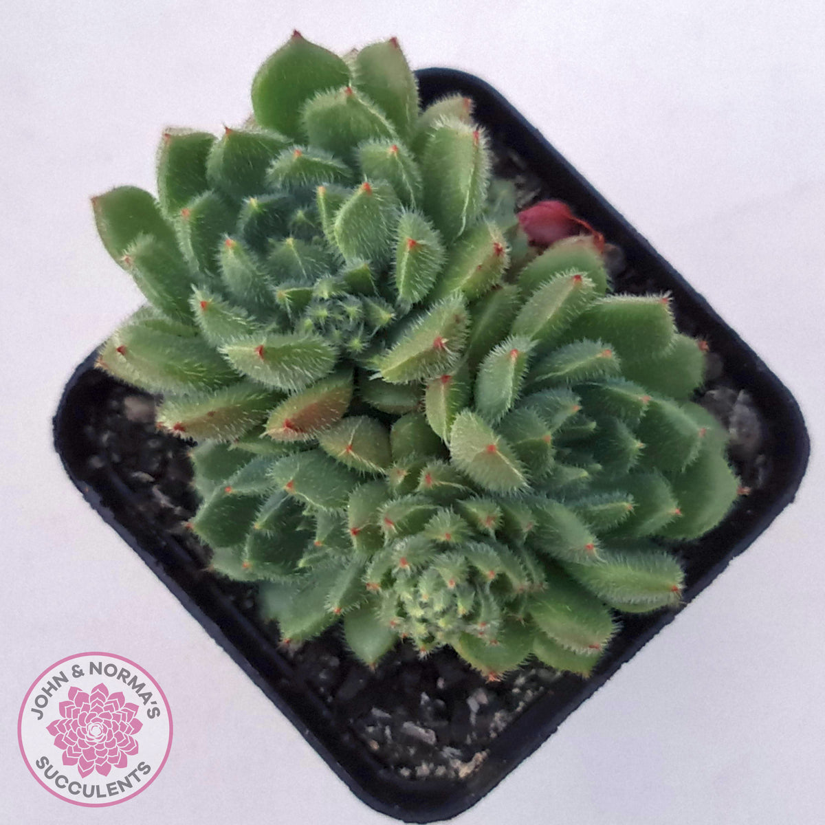 Echeveria setosa 'Glitters' (multi)