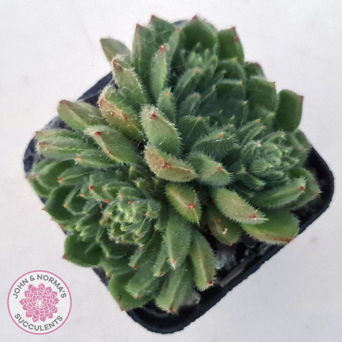 Echeveria setosa 'Glitters' (multi)