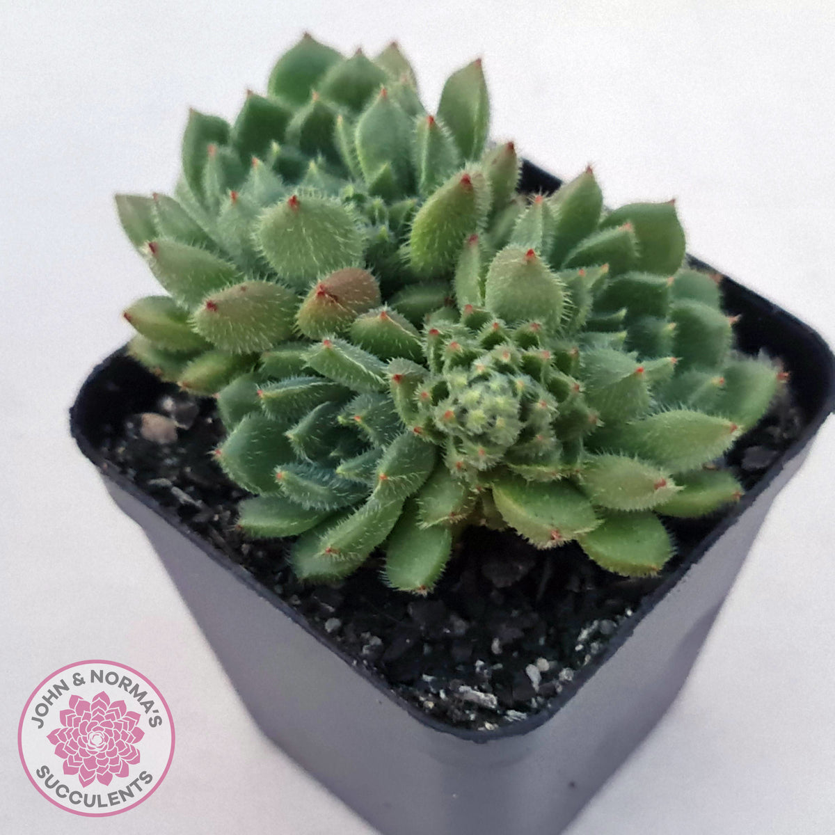 Echeveria setosa 'Glitters' (multi)