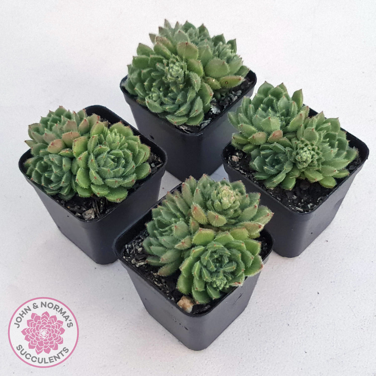 Echeveria setosa 'Glitters' (multi)