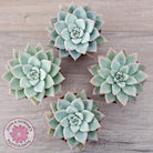 Echeveria 'Shakino'