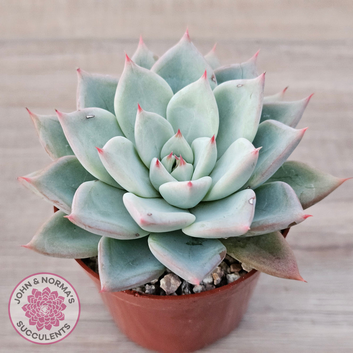 Echeveria 'Shakino'