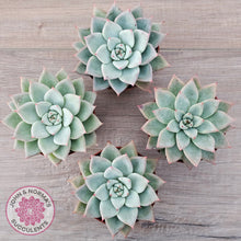 Load image into Gallery viewer, Echeveria &#39;Shakino&#39;
