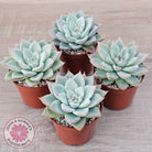 Echeveria 'Shakino'