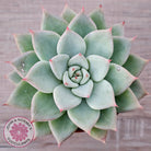 Echeveria 'Shakino'