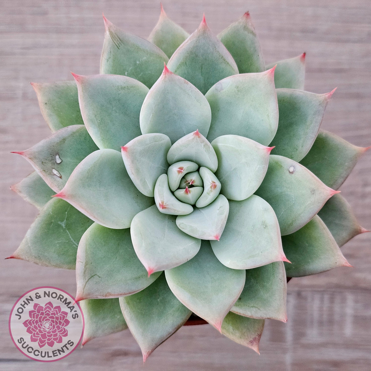 Echeveria 'Shakino'