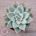 Echeveria 'Shakino'