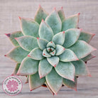 Echeveria 'Shakino'
