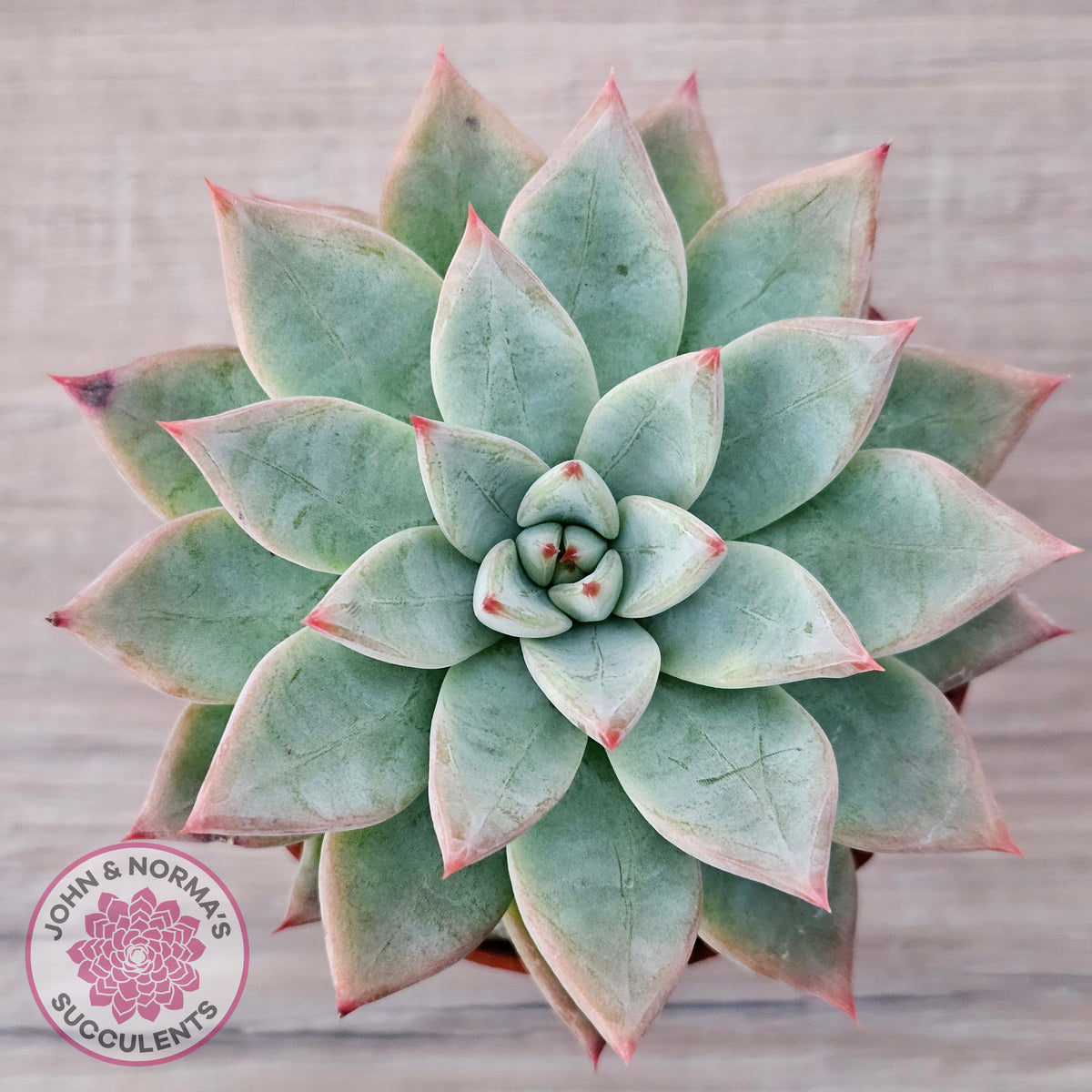Echeveria 'Shakino'