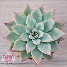 Load image into Gallery viewer, Echeveria &#39;Shakino&#39;
