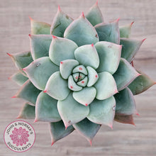 Load image into Gallery viewer, Echeveria &#39;Shakino&#39;
