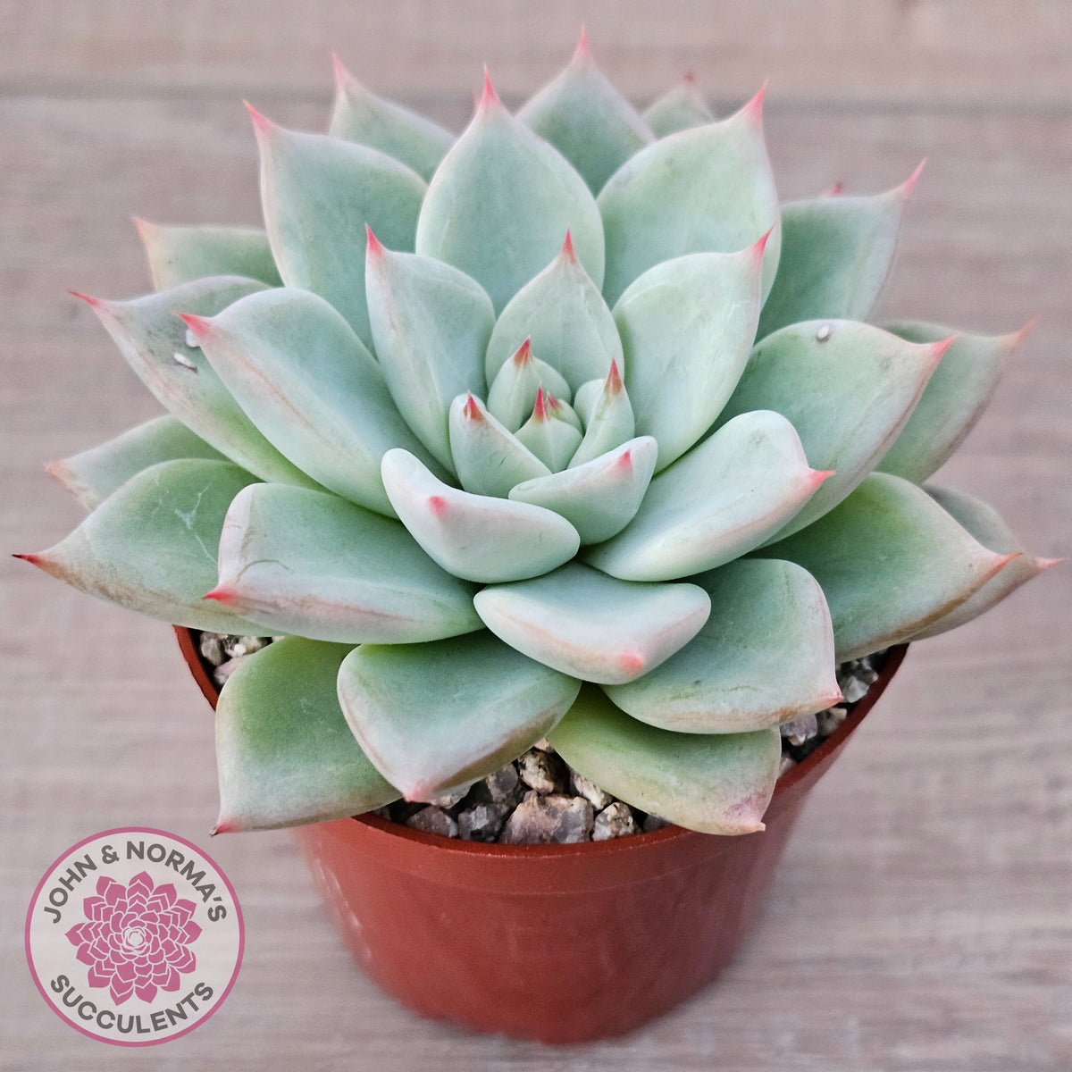 Echeveria 'Shakino'