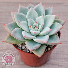 Load image into Gallery viewer, Echeveria &#39;Shakino&#39;
