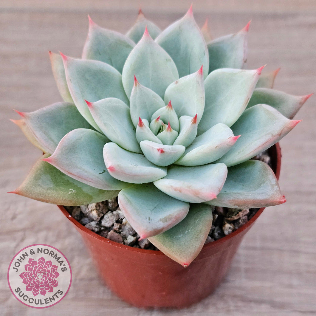 Echeveria 'Shakino'