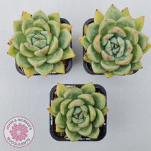 Load image into Gallery viewer, Echeveria &#39;Shallot Champagne&#39;
