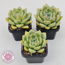 Load image into Gallery viewer, Echeveria &#39;Shallot Champagne&#39;
