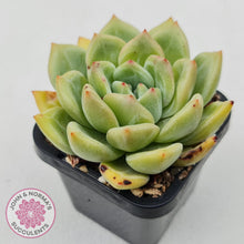 Load image into Gallery viewer, Echeveria &#39;Shallot Champagne&#39;
