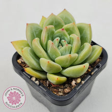 Load image into Gallery viewer, Echeveria &#39;Shallot Champagne&#39;
