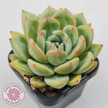 Load image into Gallery viewer, Echeveria &#39;Shallot Champagne&#39;
